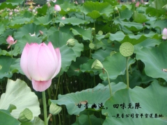 更香宣莲长势良好，等待丰收