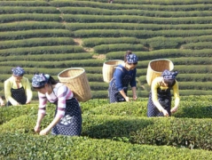 科学贮藏茶的方法