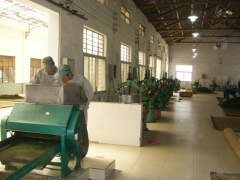 更香雾绿加工工艺流程&mdash;&mdash;解块