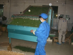 更香雾绿加工工艺流程&mdash;&mdash;烘干