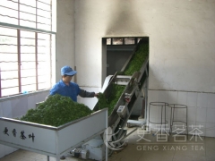 更香雾绿加工工艺流程&mdash;&mdash;杀青